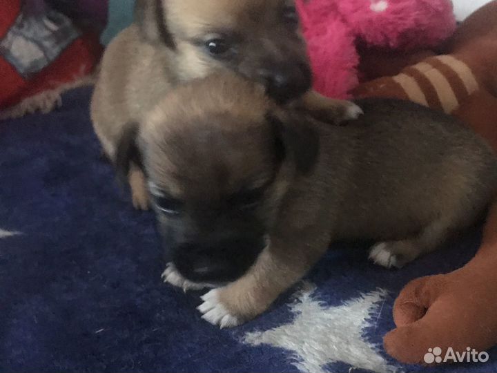 Той-терьер щенки