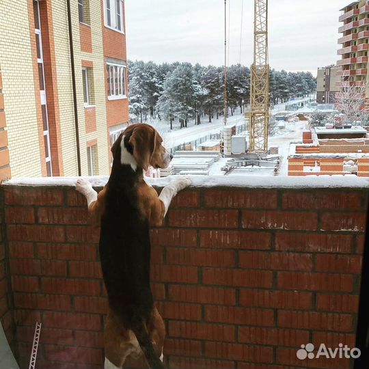 Бигль вязка