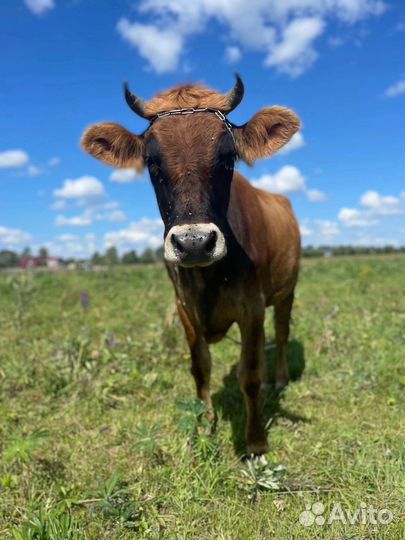 Джерсейская телка