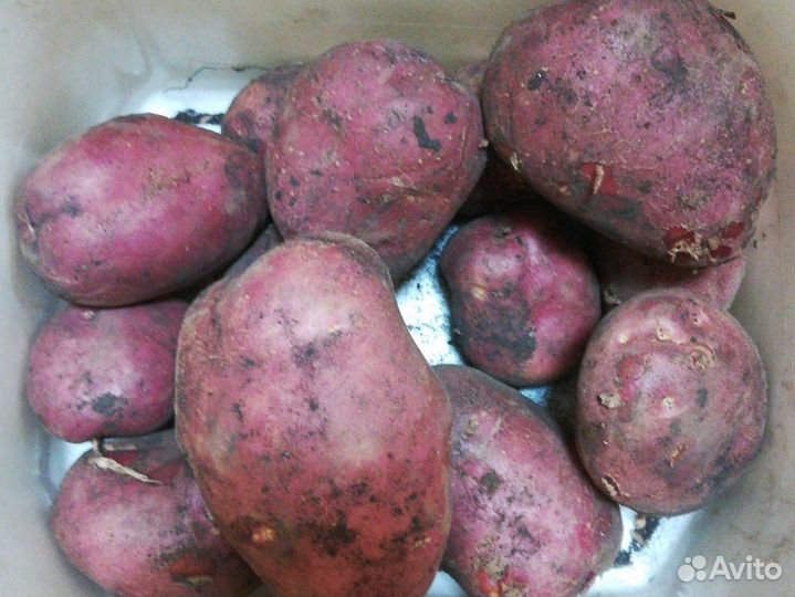 Продам картофель