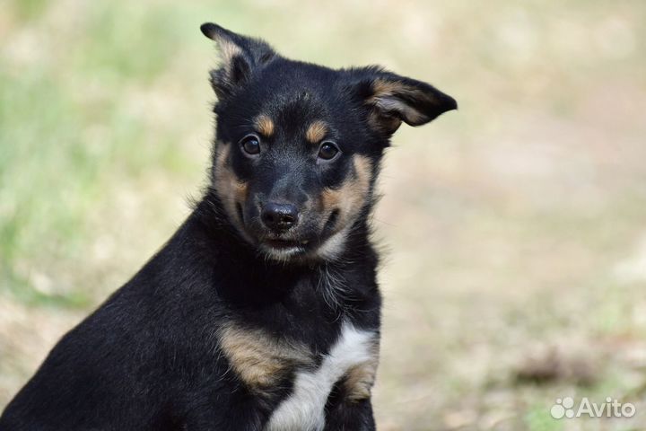 Щенок, 2,5 мес, девочка