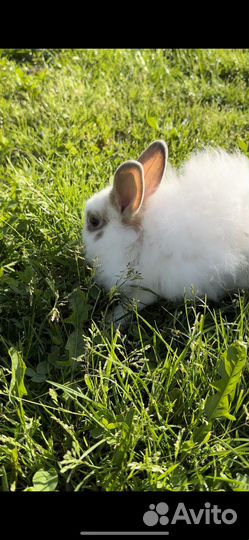 Декоративные кролики