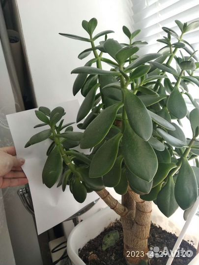 Толтсянка большая укорененные ростки