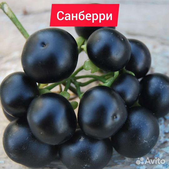 Санберри семена