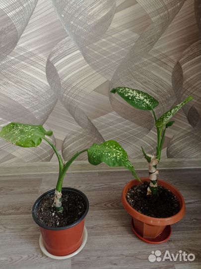 Диффенбахия