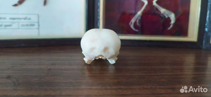 Череп галки