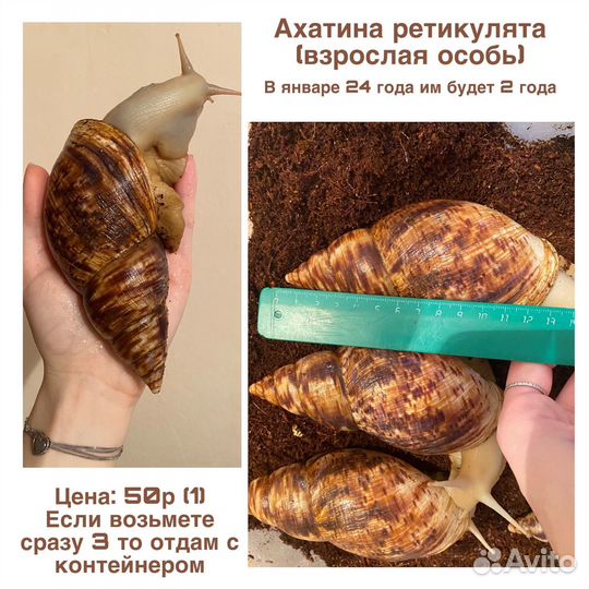 Улитки ахатины