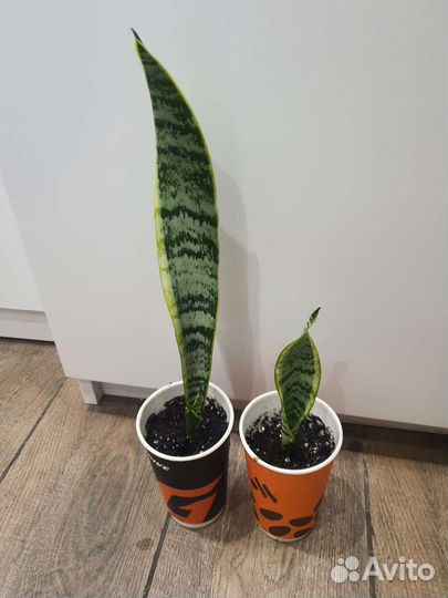 Сансевиерия Муншайн Лауренти Микс