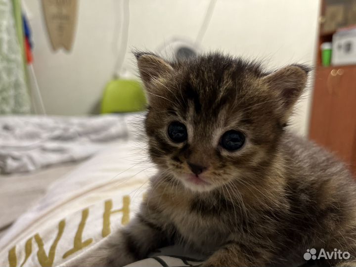 Катенок
