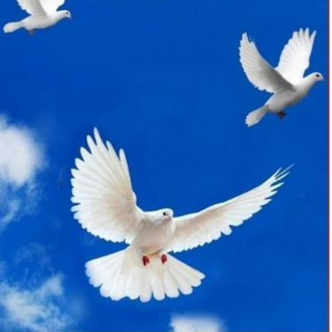 Белоснежные голуби