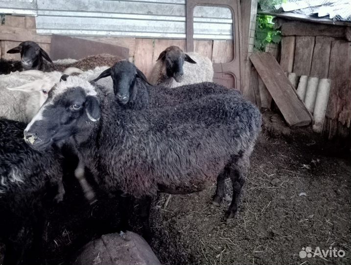 Овцы и бараны