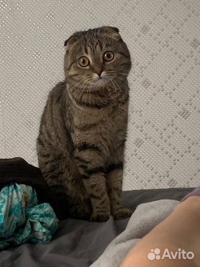 Шотландская вислоухая кошка бесплатно
