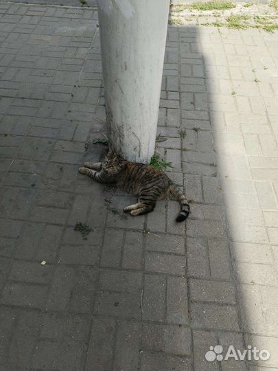 Ласковая кошка