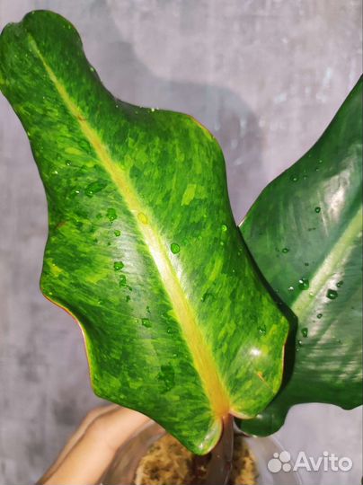 Филодендрон Карамель крем