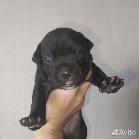 Щенки питбультерьера