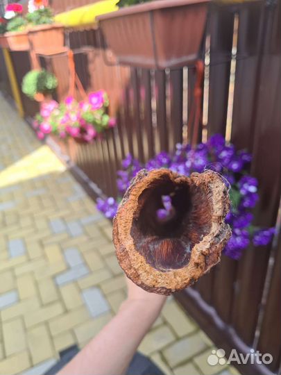 Кора дрифтвуд, кашпо