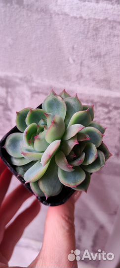 Редкие суккуленты