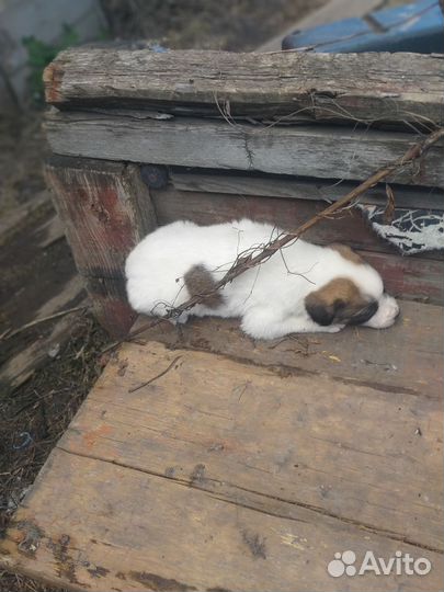 Отдам щенков в добрые руки бесплатно