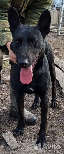 Собака в добрые руки