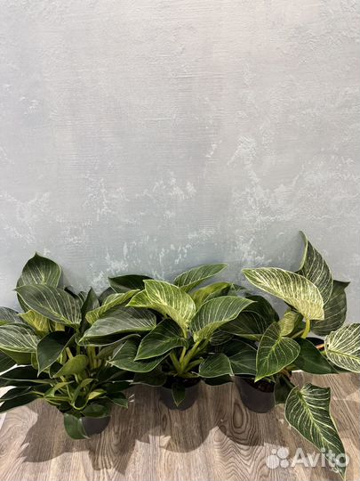 Филодендрон биркин d14