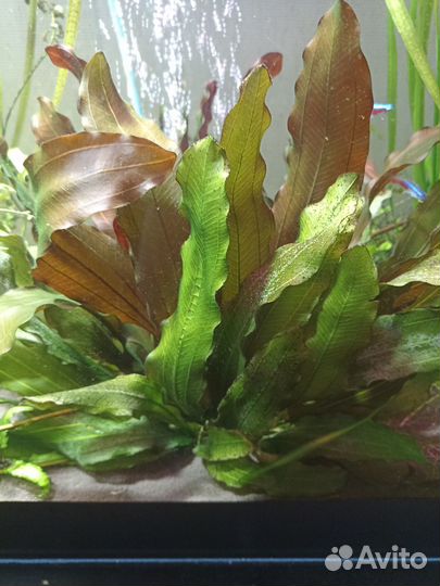 Аквариумные рыбки и растения