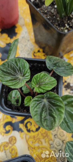 Комнатные растения