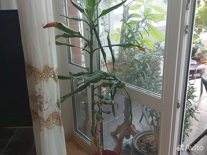 Комнатные цветы юкка