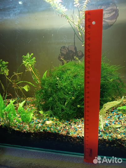 Аквариумные растения