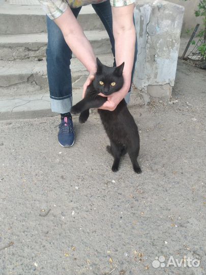 Чёрный котик в добрые руки