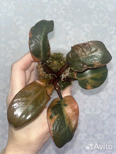 Филодендрон Блек кардинал вариегатный