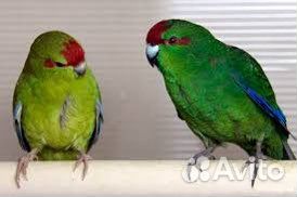 Попугаи оптом