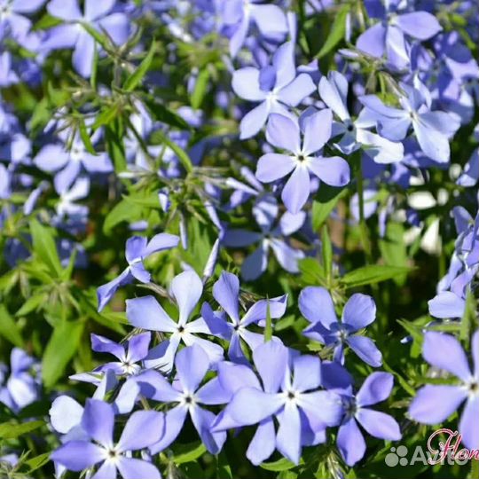 Флокс растопыренный