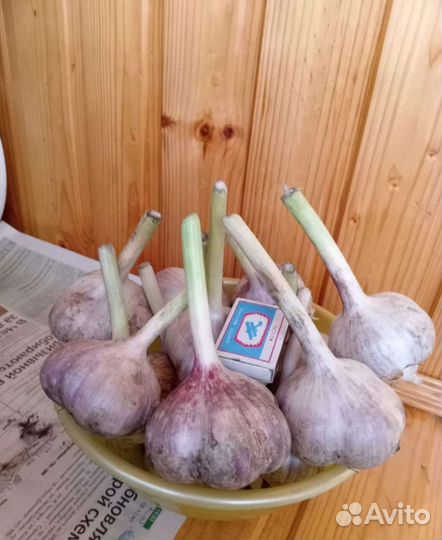 Чеснок