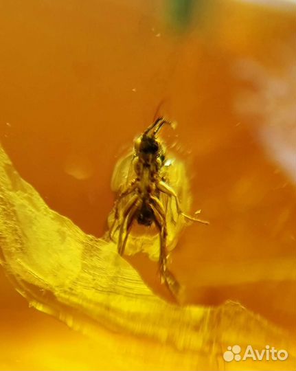 Янтарь Инклюзы Крупный Самородок с Инклюзом