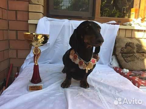 Щенки таксы стандартные