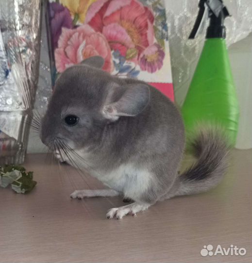 Шиншилла