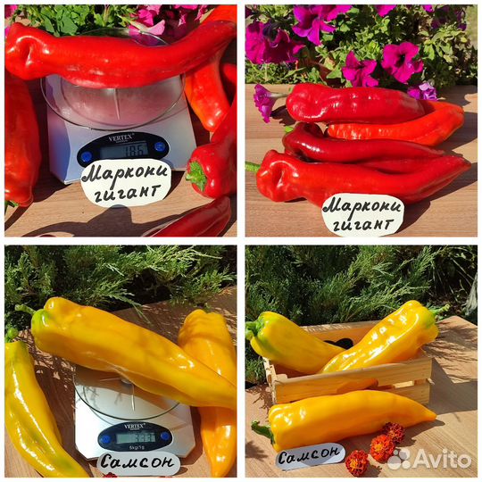 Семена крупноплодных перцев