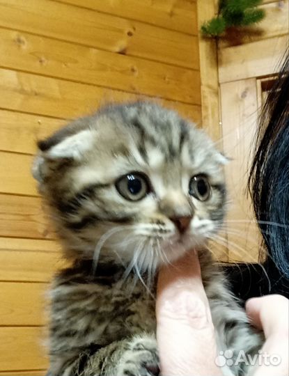 Шотландская