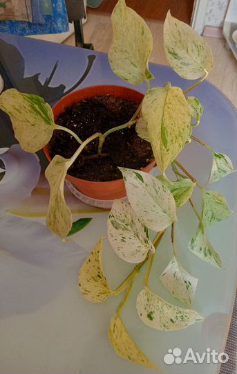 Сциндапсус