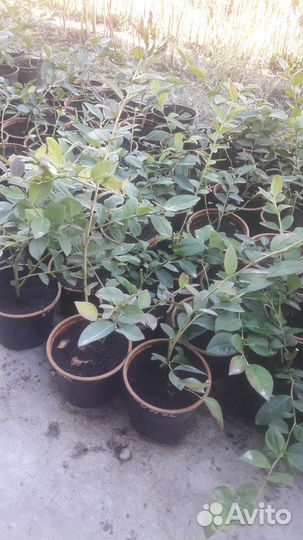 Саженцы голубики