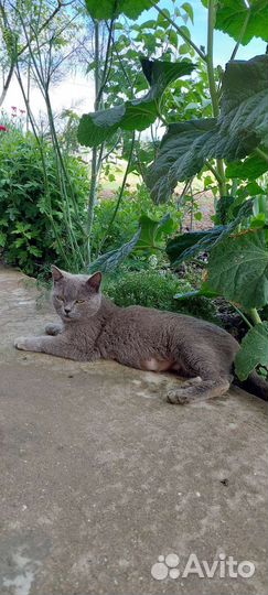 Кошка в дар