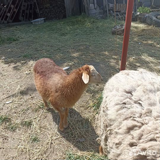 Овцы бараны ягнята