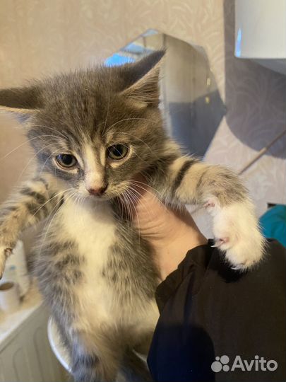 Котята отдам бесплатно