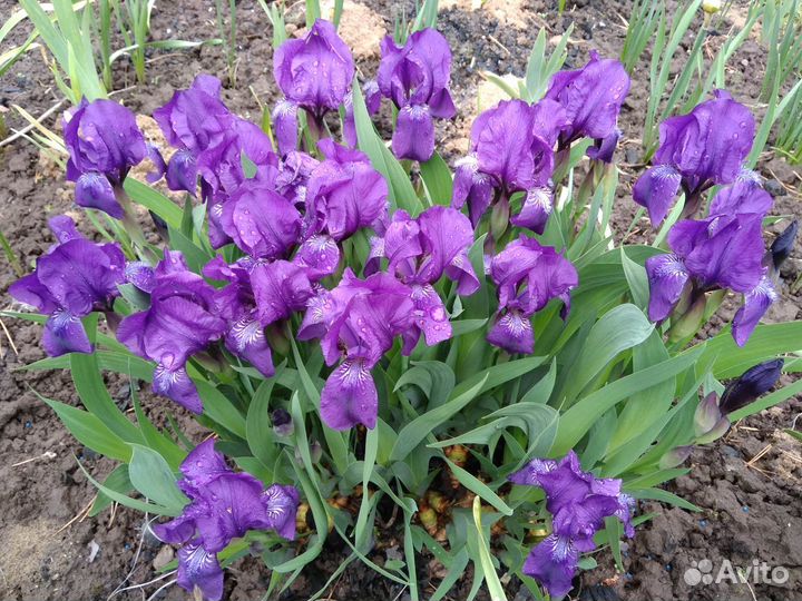 Ирисы