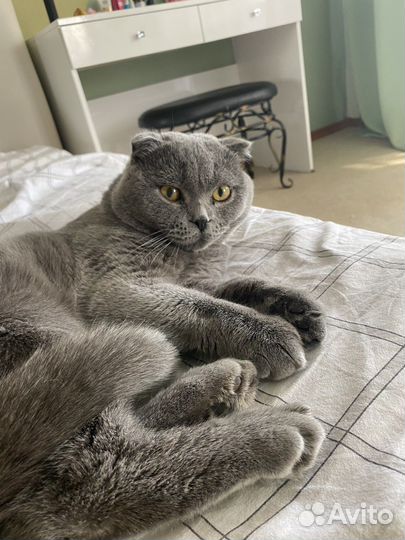Британский вислоухий кот вязка