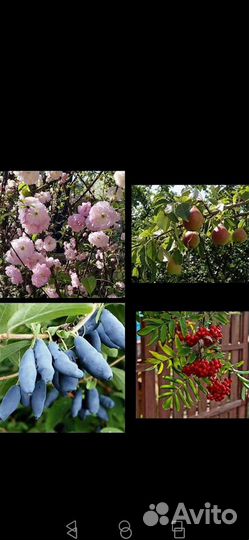 Забайкальские саженцы