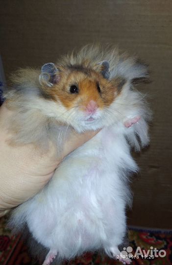 Сирийские хомяки ручные молодые питомник