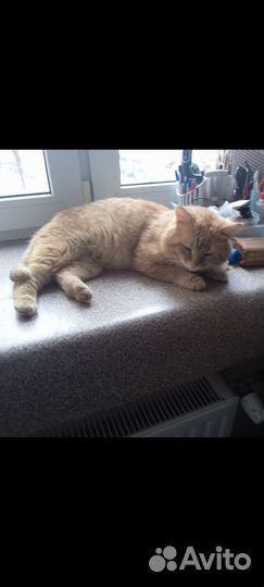 Рыжий котик