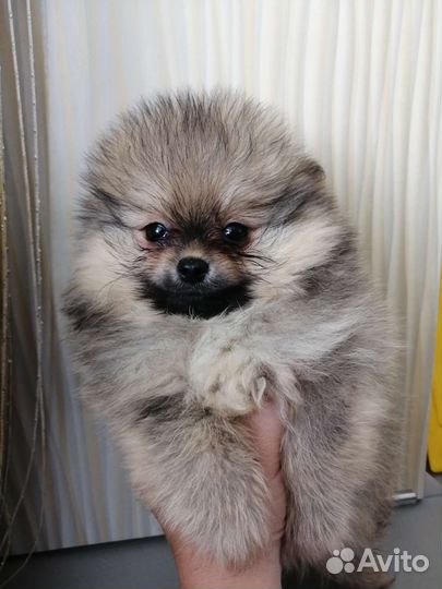 Померанский шпиц мини