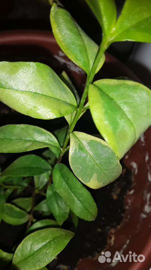 Растение Мирт вариегатный и зеленый
